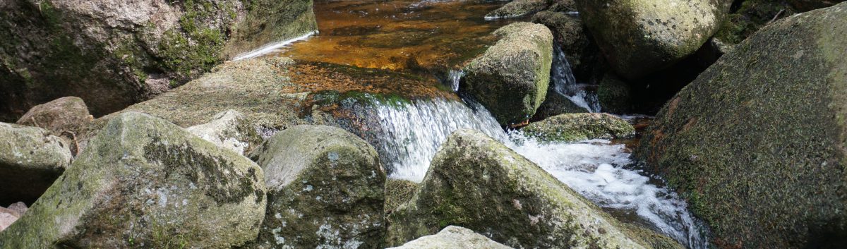 Vorsicht! Freilaufende Gedanken